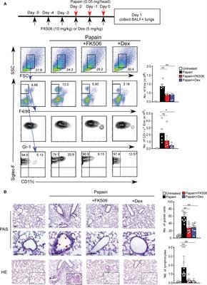 Role of FK506-sensitive signals in asthmatic lung inflammation